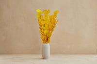 "Silver Dollar" Eucalyptus in Yellow