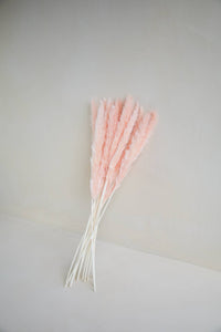Small Pampas in Light Pink