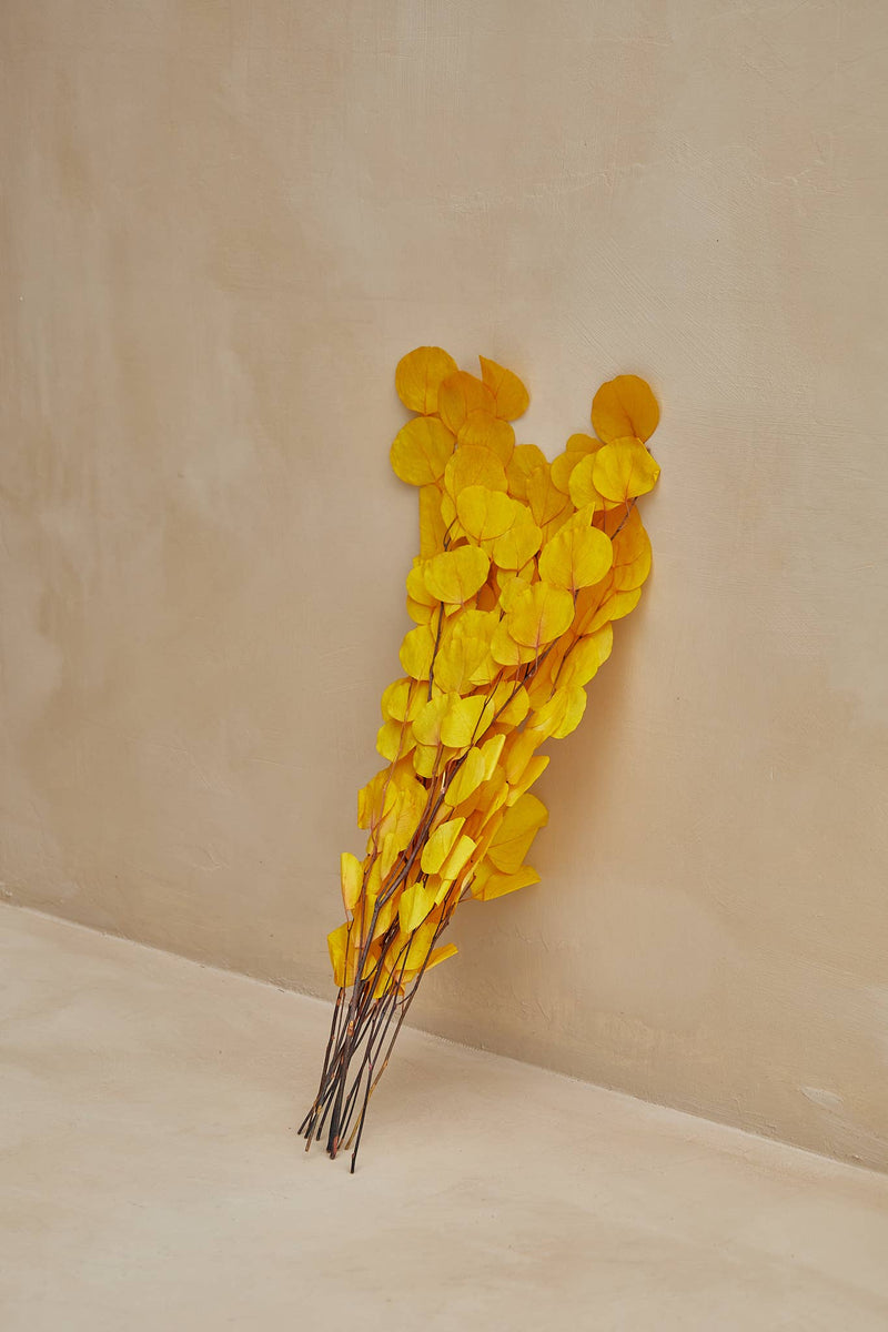 "Silver Dollar" Eucalyptus in Yellow