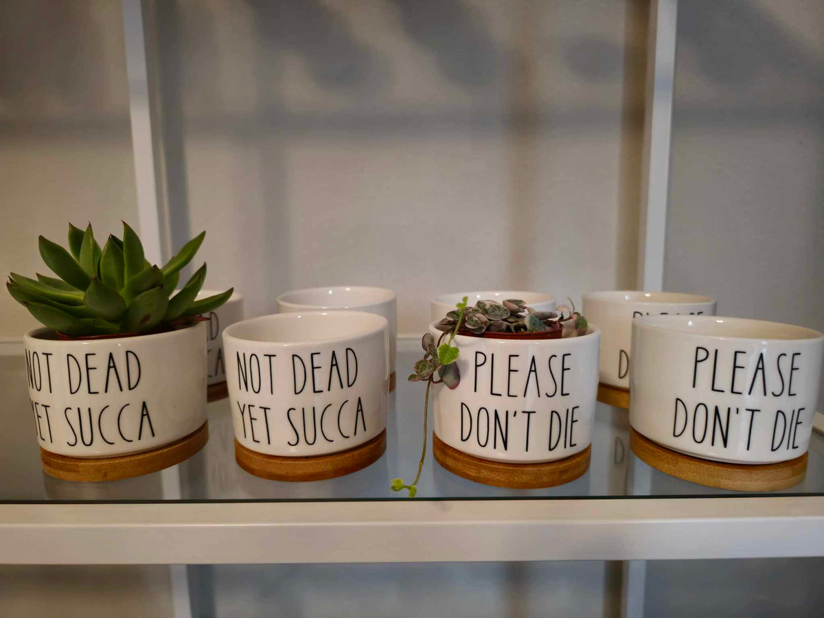 Succulent Ceramic Pots